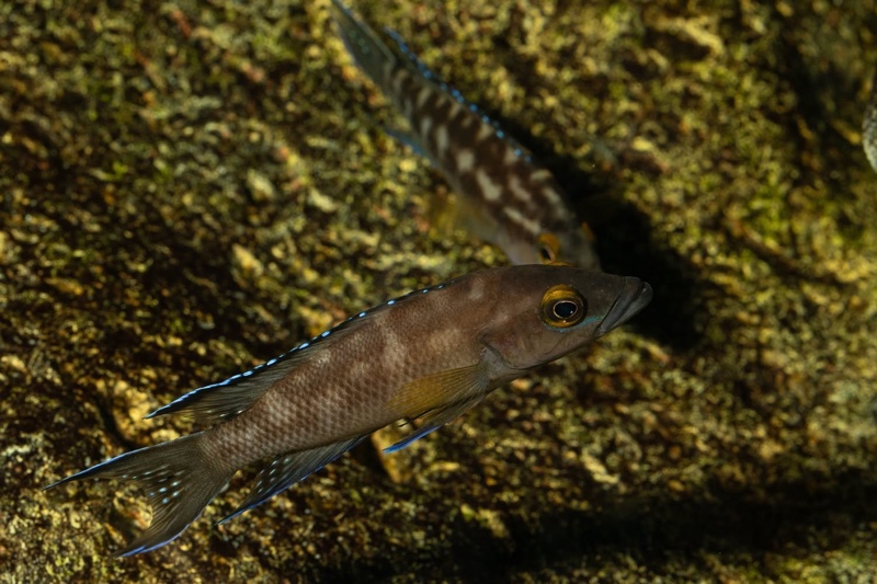 Neolamprologus buescheri 'Kasanga'